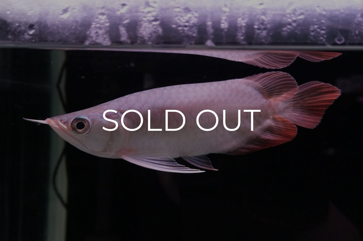 画像4: スーパーレッド ショート個体 NO.45 (4)