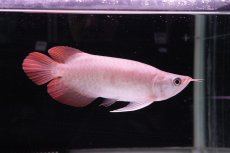 画像2: スーパーレッド ショート個体 NO.44 (2)