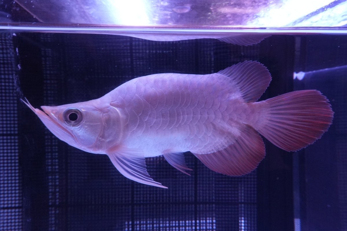 画像3: スーパーレッド ショート個体 NO.47(#1) (3)