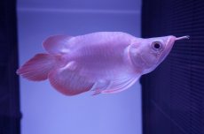 画像3: スーパーレッド ショート個体 NO.48(#2) (3)