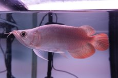 画像5: スーパーレッド ショート個体 NO.42 (5)