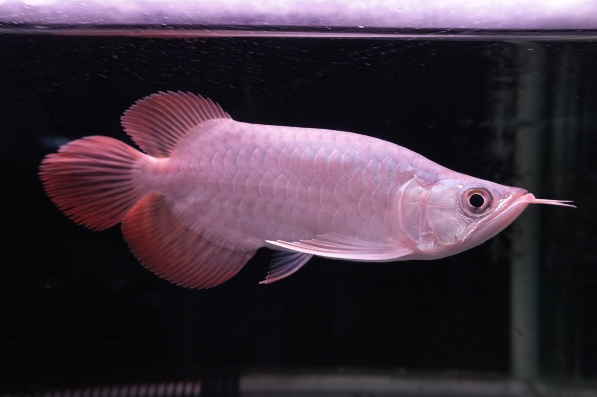 画像1: スーパーレッド ショート個体 NO.41 (1)