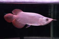 画像1: スーパーレッド ショート個体 NO.41 (1)