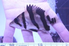 画像1: ダトニオプラスワン　リアルバンド　No1 (1)