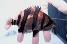 画像1: ダトニオプラスワン　リアルバンド　No4 (1)