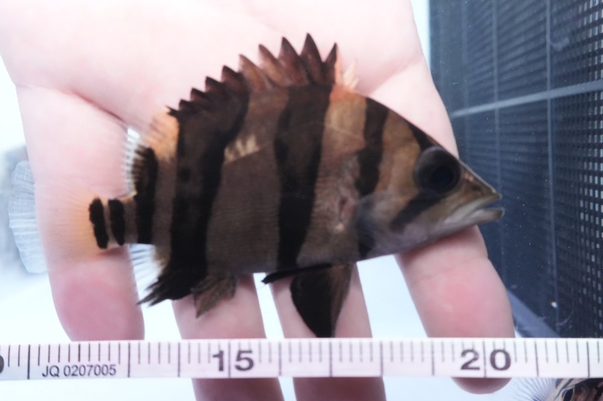 画像3: ダトニオプラスワン　リアルバンド　No2 (3)