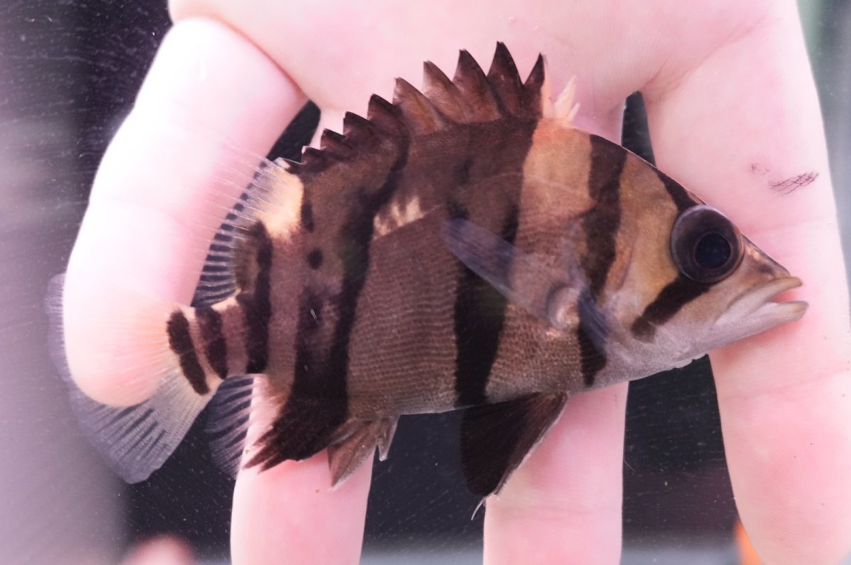 画像2: ダトニオプラスワン　リアルバンド　No2 (2)