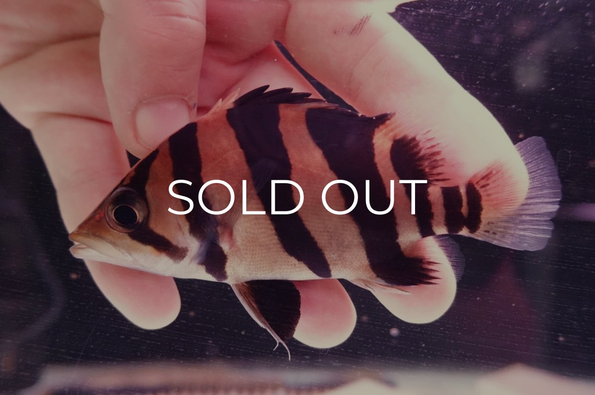 画像2: ダトニオプラスワン　リアルバンド　No3 (2)