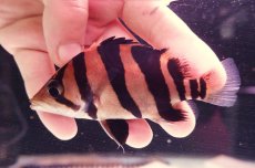 画像2: ダトニオプラスワン　リアルバンド　No3 (2)