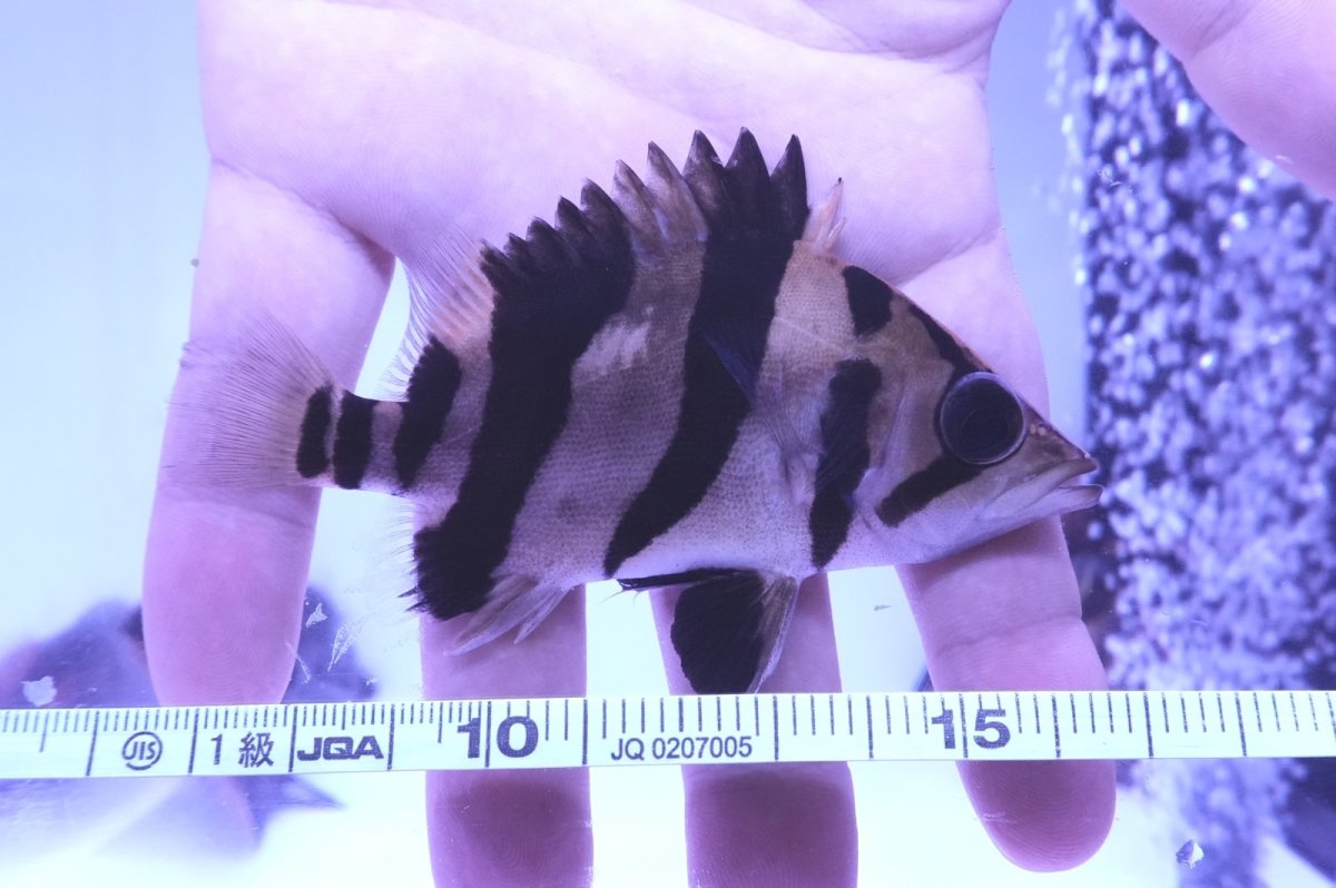 画像2: ダトニオプラスワン　リアルバンド　No1 (2)