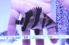 画像2: ダトニオプラスワン　リアルバンド　No1 (2)