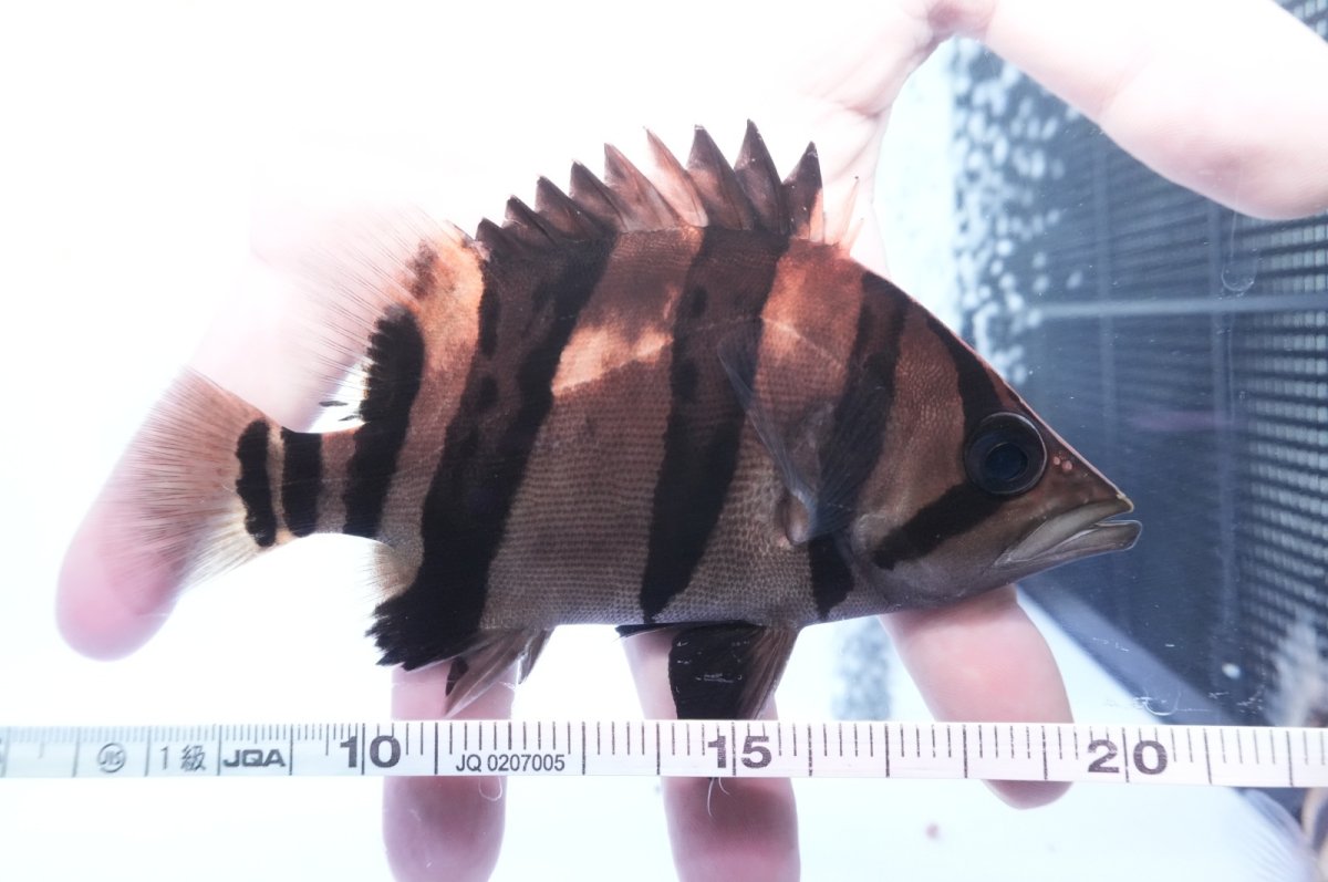 画像3: ダトニオプラスワン　リアルバンド　No4 (3)