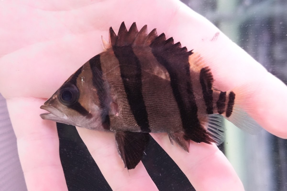 画像1: ダトニオプラスワン　リアルバンド　No2 (1)