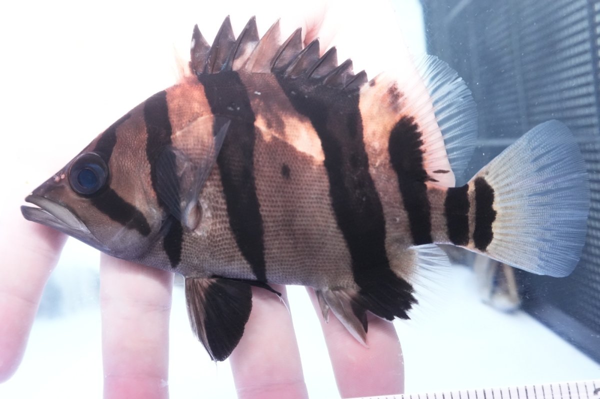 画像2: ダトニオプラスワン　リアルバンド　No4 (2)