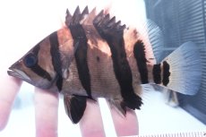 画像2: ダトニオプラスワン　リアルバンド　No4 (2)