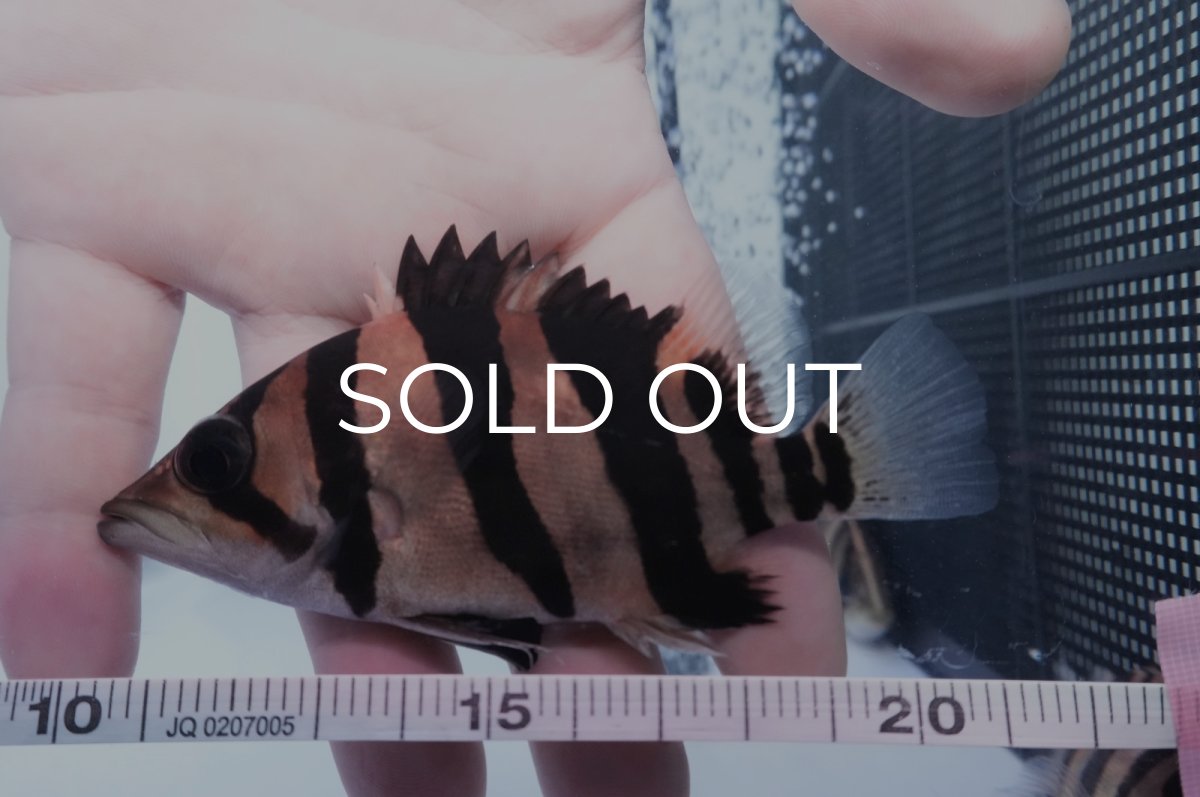 画像3: ダトニオプラスワン　リアルバンド　No3 (3)