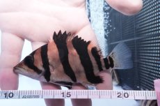 画像3: ダトニオプラスワン　リアルバンド　No3 (3)