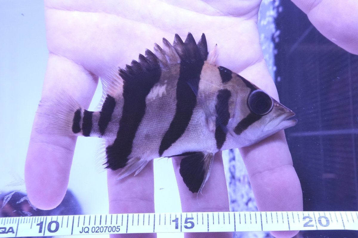 画像3: ダトニオプラスワン　リアルバンド　No1 (3)