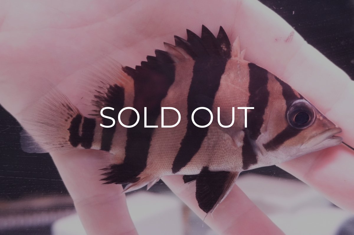 画像1: ダトニオプラスワン　リアルバンド　No3 (1)