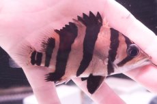 画像1: ダトニオプラスワン　リアルバンド　No3 (1)