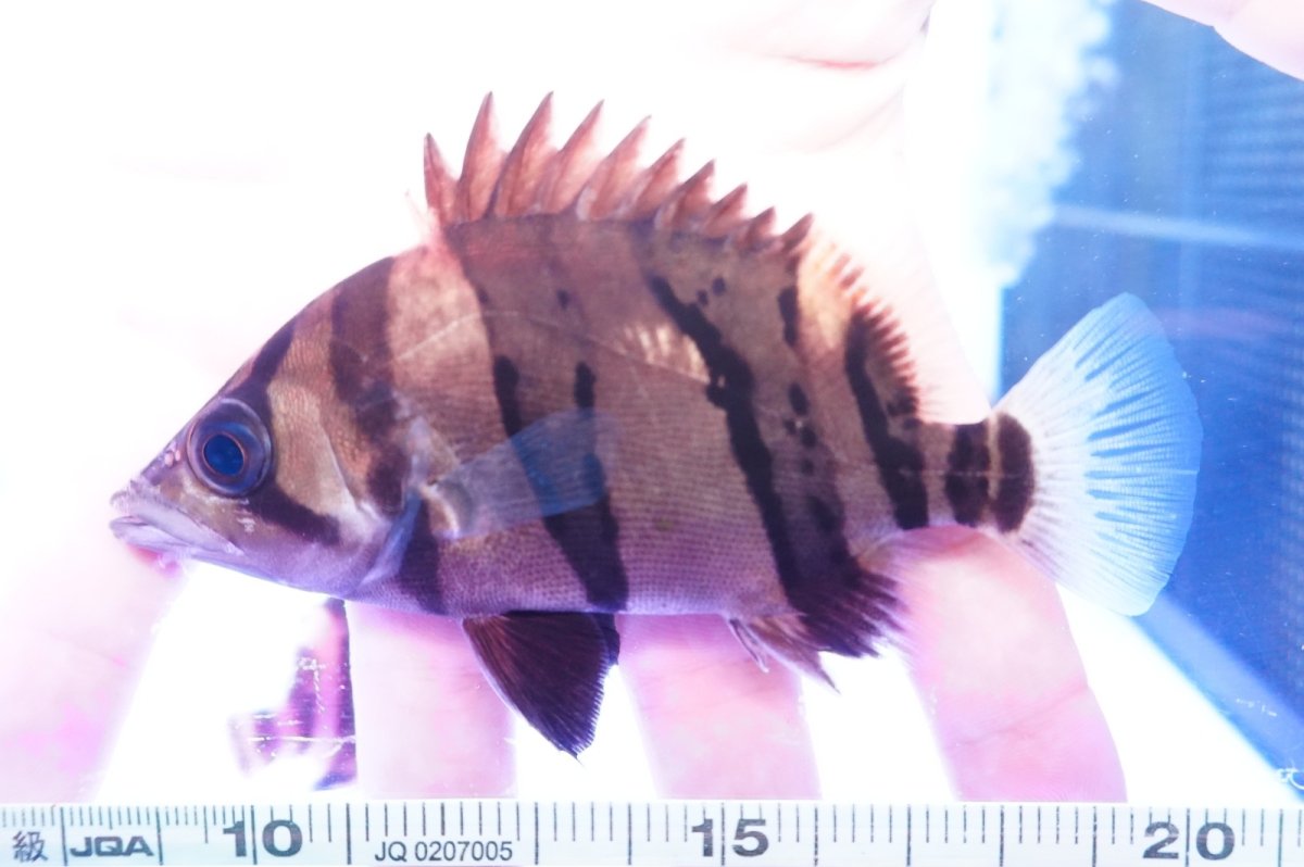 画像2: ダトニオプラスワン　リアルバンド　No6 (2)