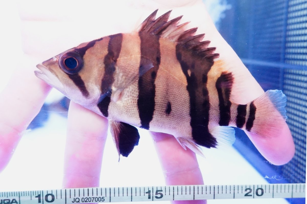 画像2: ダトニオプラスワン　リアルバンド　No5 (2)