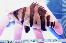 画像2: ダトニオプラスワン　リアルバンド　No5 (2)