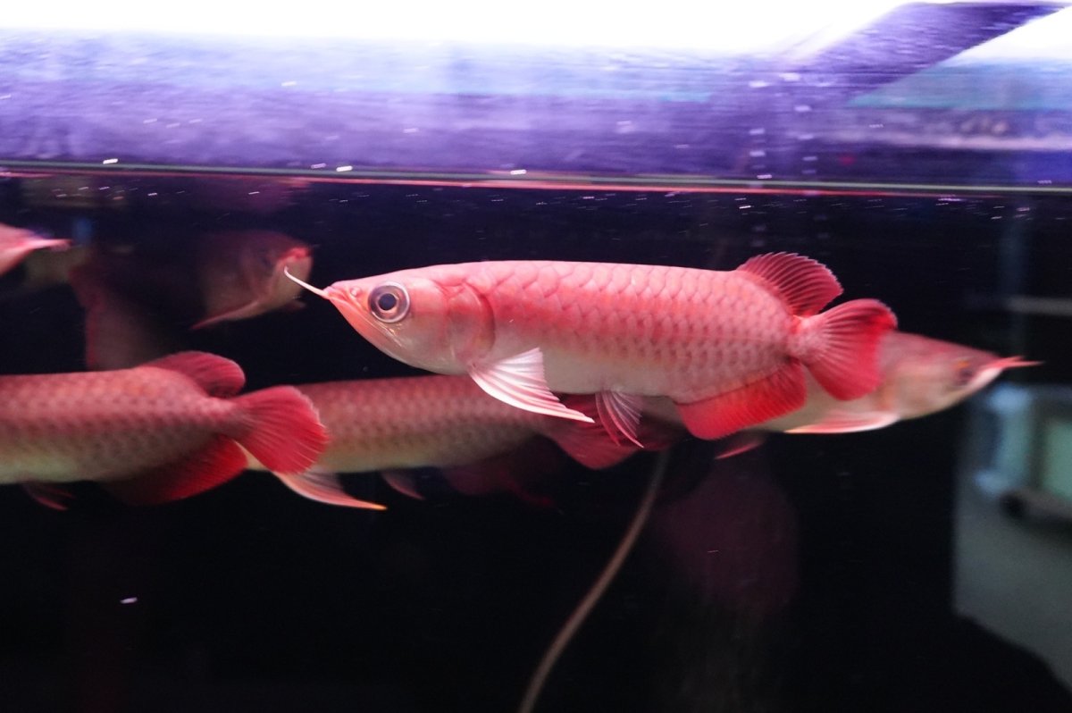 画像3: チリレッド NO.00（インドネシア産）お任せ選別 (3)