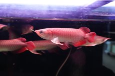 画像3: チリレッド NO.00（インドネシア産）お任せ選別 (3)