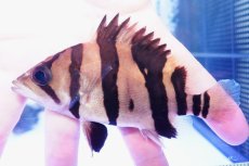 画像3: ダトニオプラスワン　リアルバンド　No5 (3)