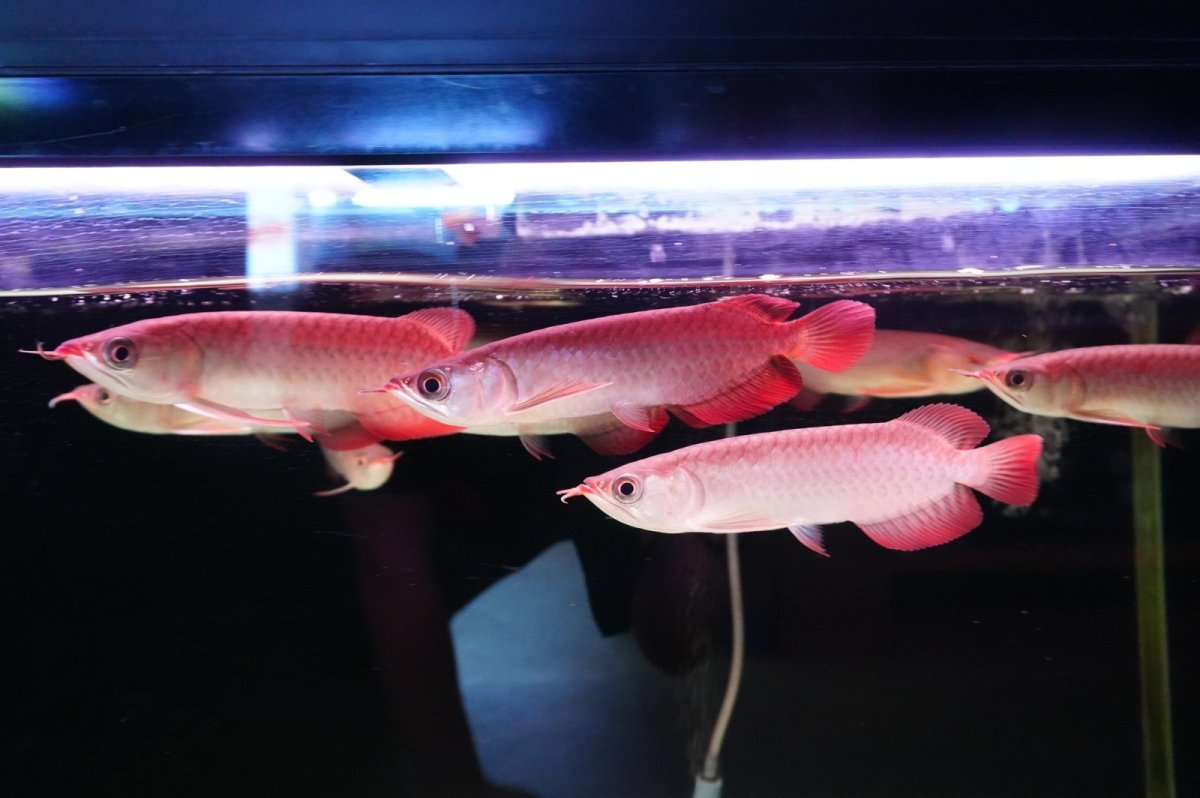 画像1: チリレッド NO.00（インドネシア産）お任せ選別 (1)