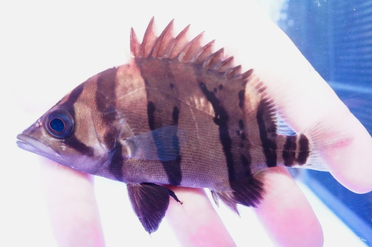 画像1: ダトニオプラスワン　リアルバンド　No6 (1)