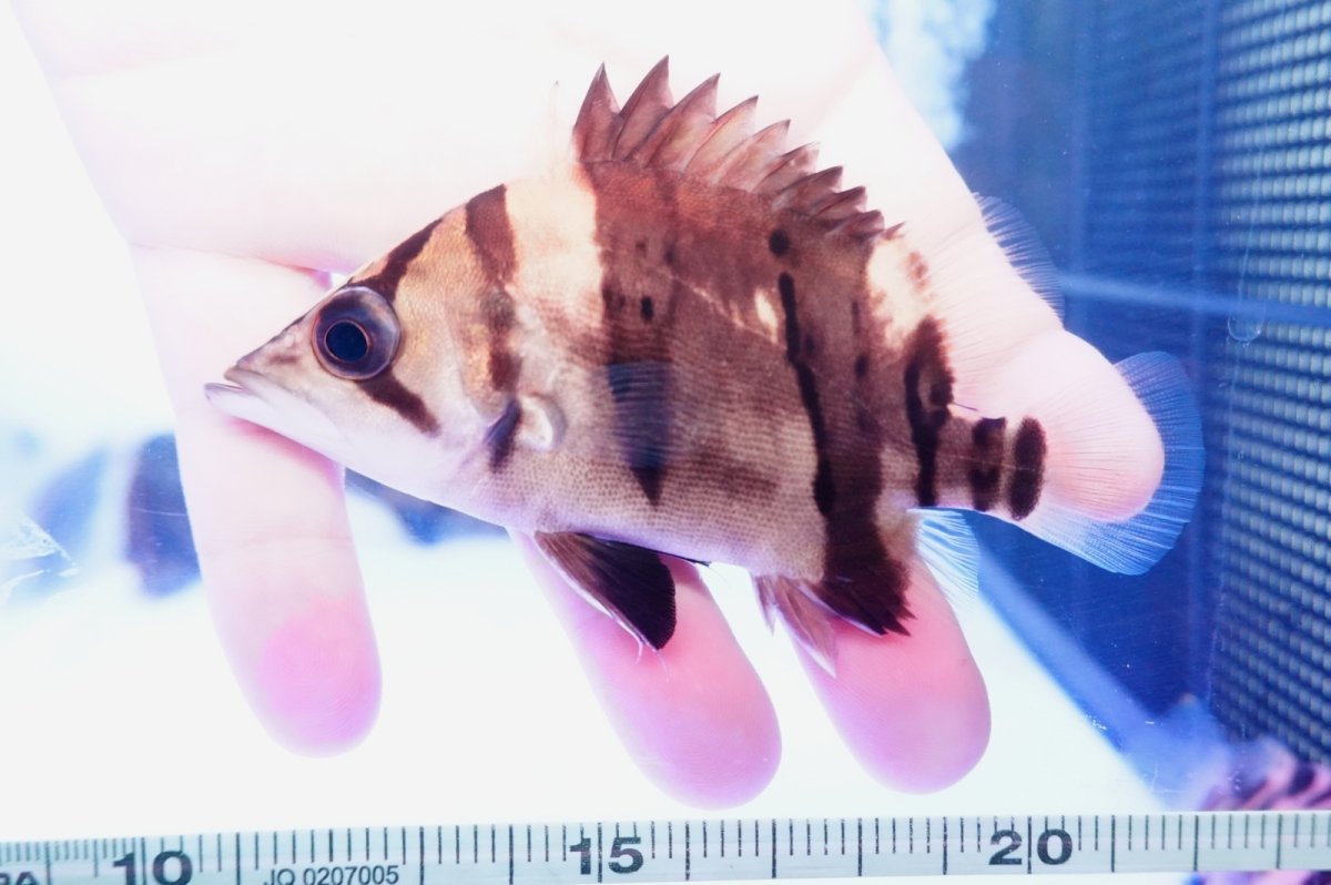 画像2: ダトニオプラスワン　リアルバンド　No7 (2)