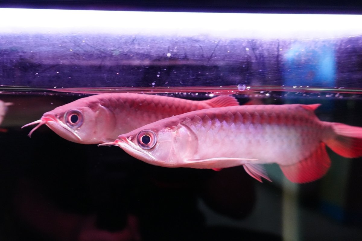 画像2: チリレッド NO.00（インドネシア産）お任せ選別 (2)