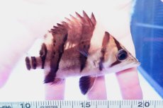 画像1: ダトニオプラスワン　リアルバンド　No7 (1)