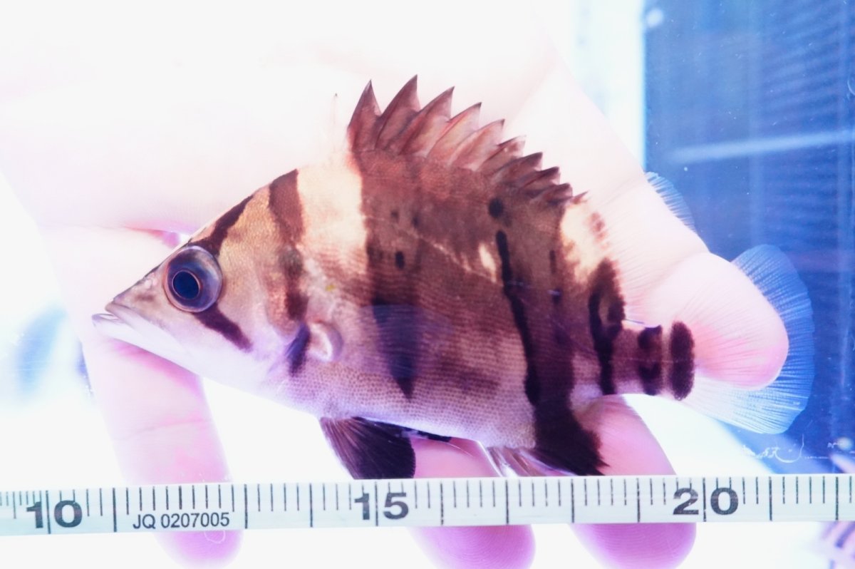 画像3: ダトニオプラスワン　リアルバンド　No7 (3)