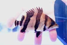 画像1: ダトニオプラスワン　リアルバンド　No5 (1)