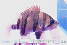 画像3: ダトニオプラスワン　リアルバンド　No6 (3)