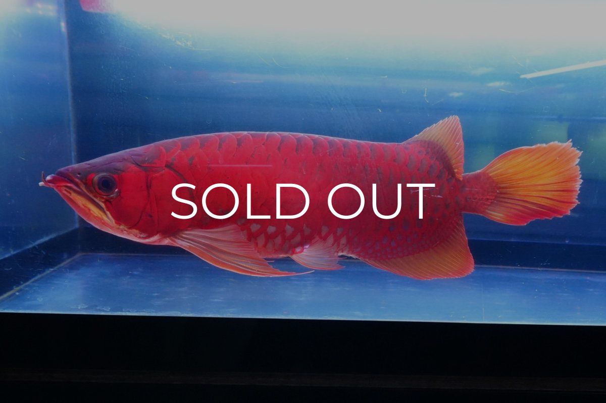 画像3: スーパーレッド  NO.2 (3)