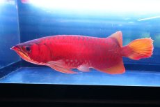 画像1: スーパーレッド  NO.2 (1)