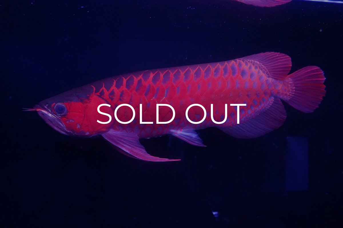 画像1: スーパーレッド  NO.25 (1)