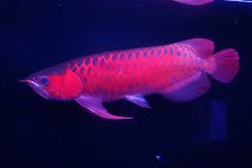 画像1: スーパーレッド  NO.25 (1)