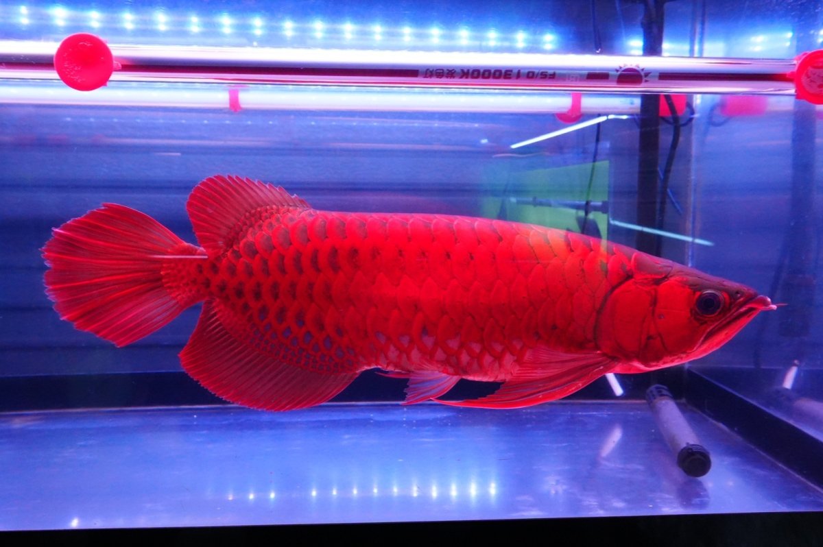 画像2: スーパーレッド  NO.2 (2)