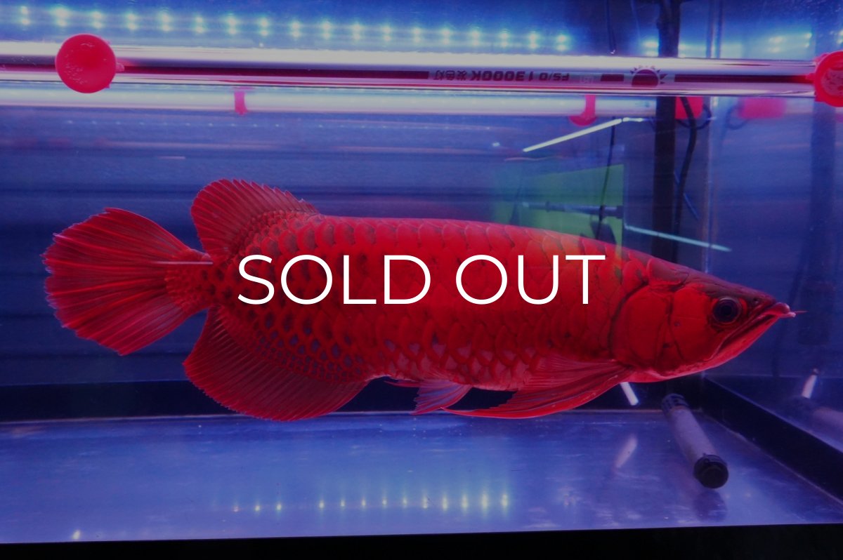 画像2: スーパーレッド  NO.2 (2)