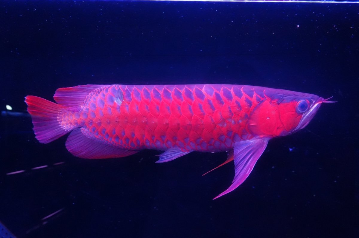 画像3: スーパーレッド  NO.25 (3)