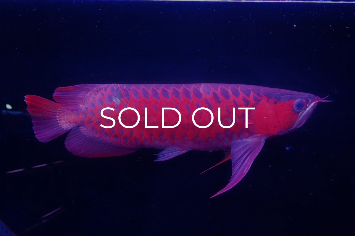 画像3: スーパーレッド  NO.25 (3)