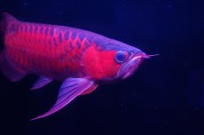 画像2: スーパーレッド  NO.25 (2)