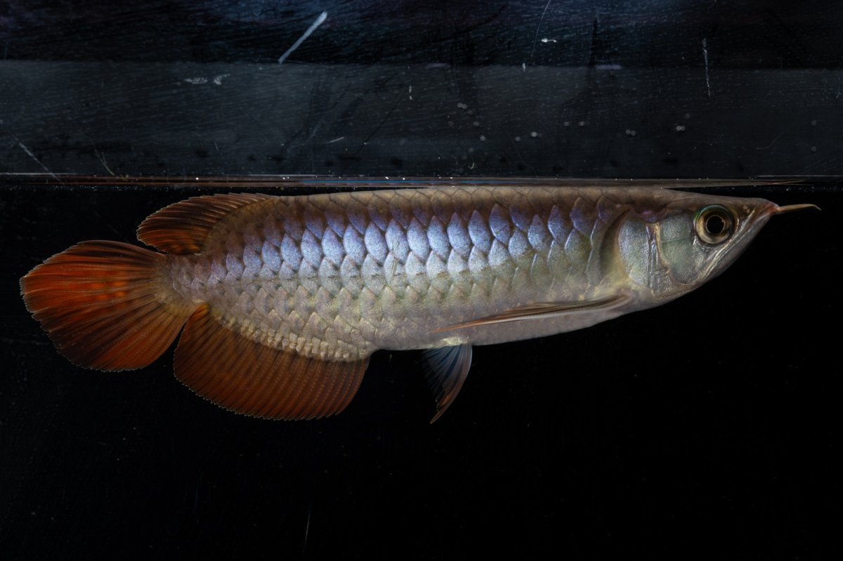 画像12: ダイナミックレッド NO.20（ディナミカカプアス産） (12)