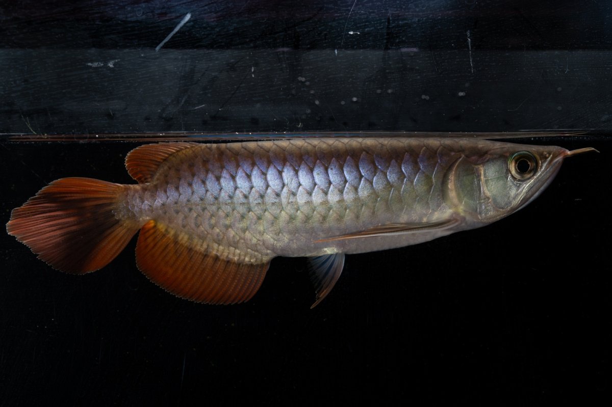 画像7: ダイナミックレッド NO.20（ディナミカカプアス産） (7)