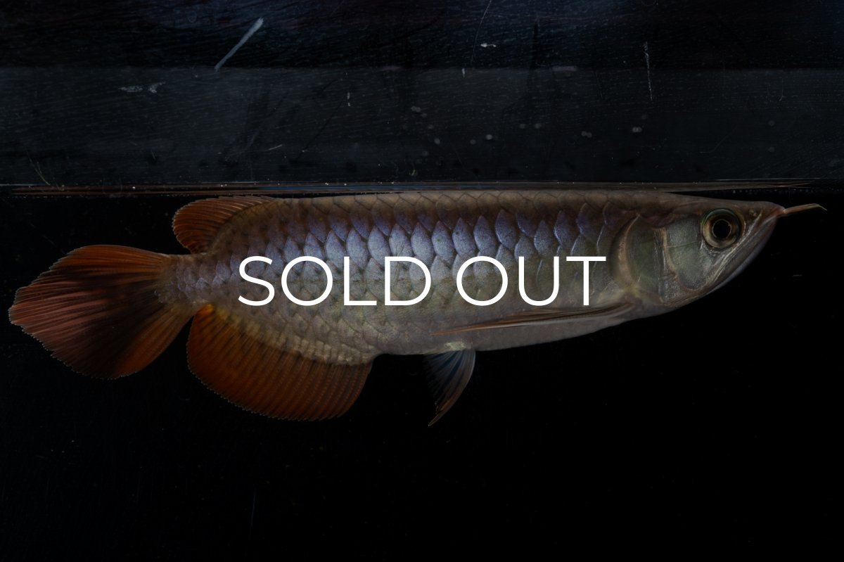 画像7: ダイナミックレッド NO.20（ディナミカカプアス産） (7)